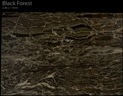 BLACK FORREST CALL 0422 104 588 ABOUT THIS MATERIAL